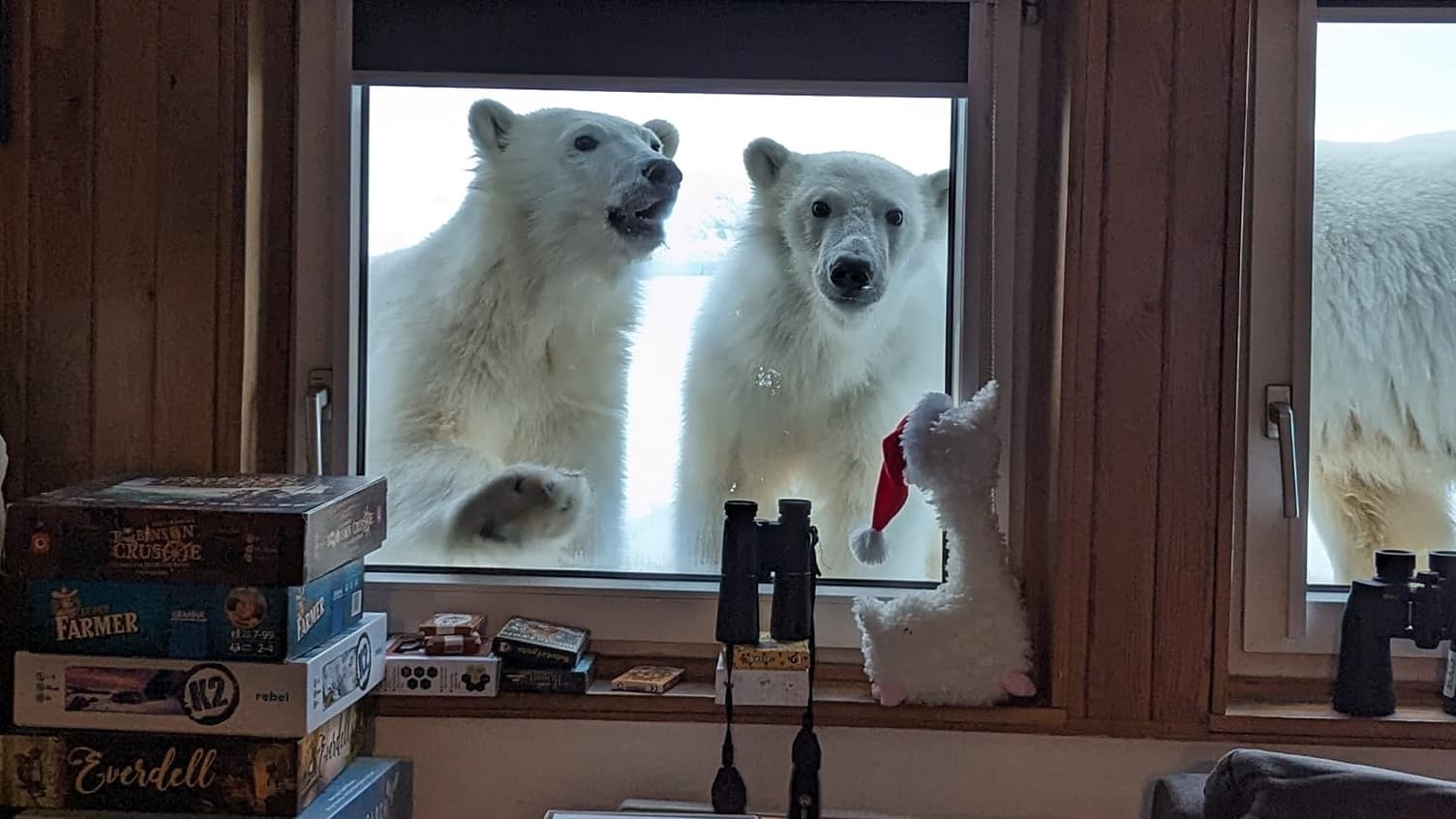 une scientifique surprend trois ours polaires à sa fenêtre en Norvège