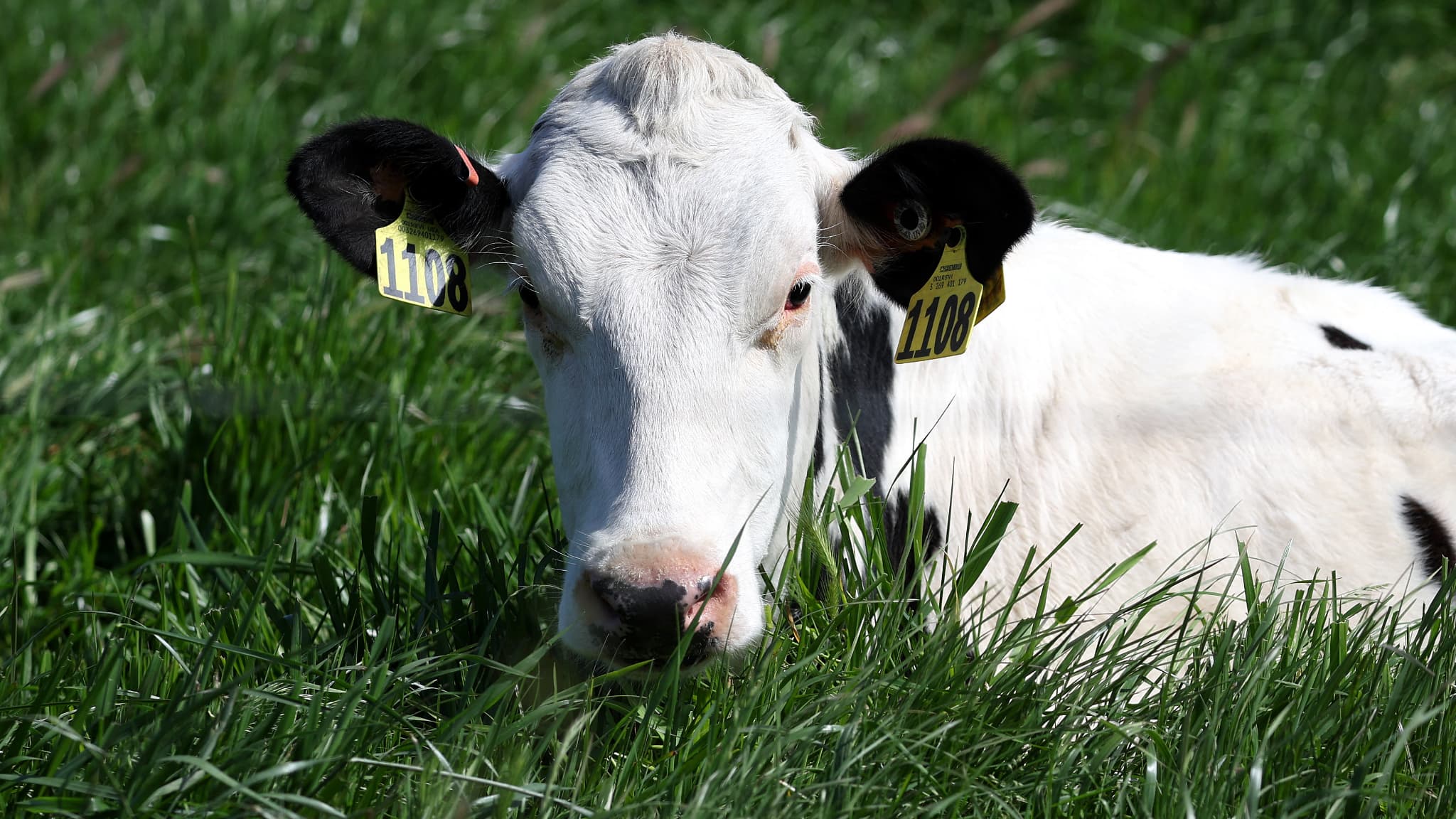 une vache retrouvée dans une ville après s'être enfuie d'un abattoir