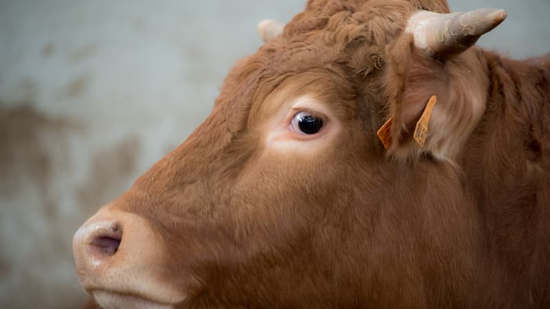 une vache tombe dans un trou et révèle des vestiges vieux de 2.000 ans