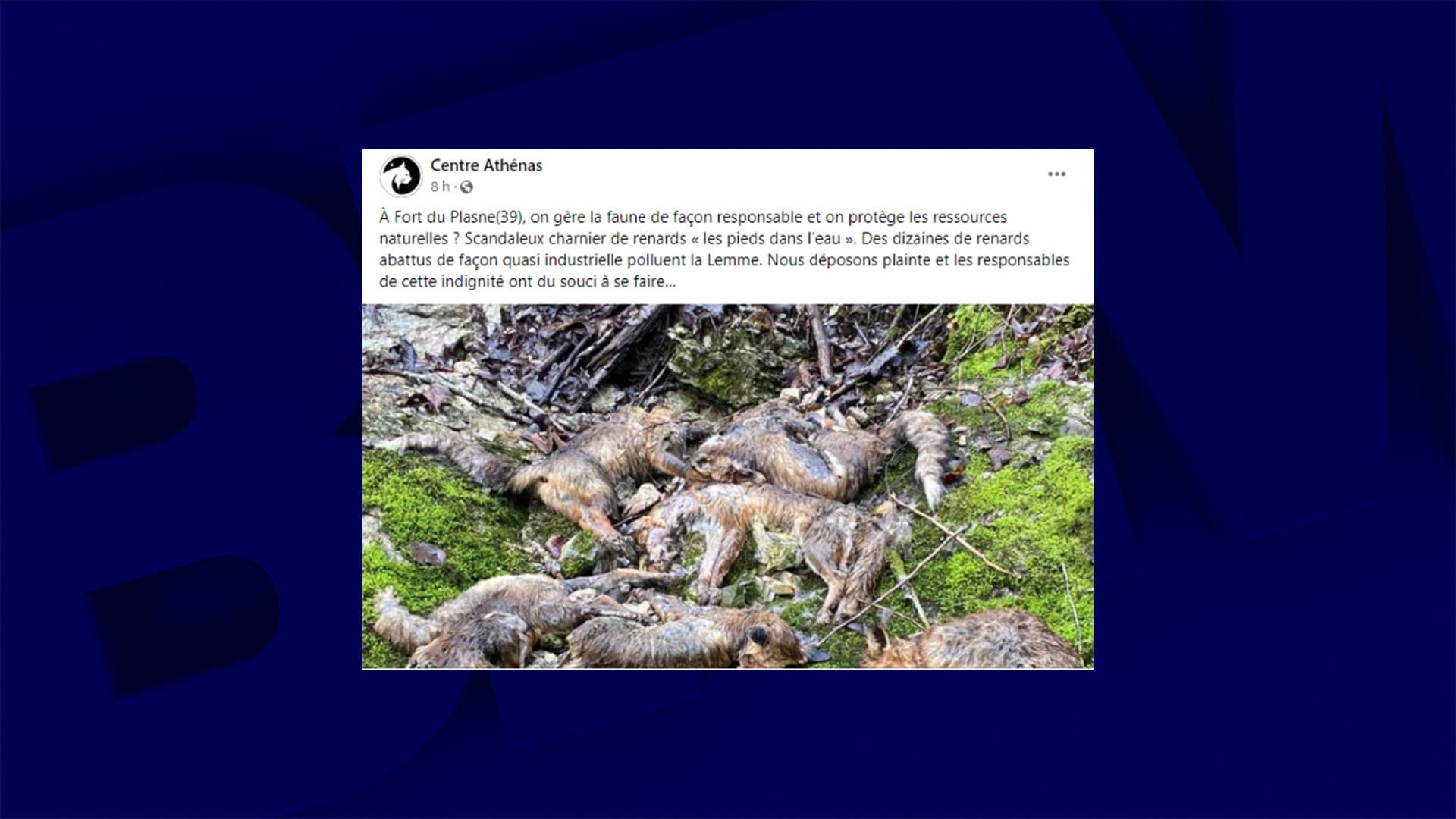 une vingtaine de cadavres de renards découverts au bord d'une rivière